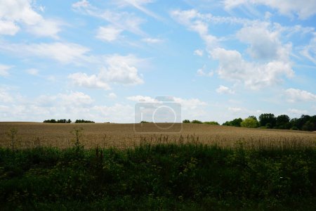 Photo for Wheat fields growing on farm lands outside of fond du lac, wisconsin during july - Royalty Free Image