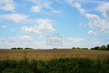 Photo for Wheat fields growing on farm lands outside of fond du lac, wisconsin during july - Royalty Free Image