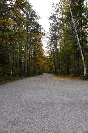 Foto de Hermoso paisaje de otoño con carretera forestal - Imagen libre de derechos