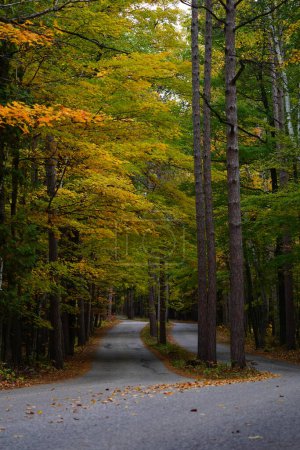 Photo for Beautiful autumn landscape with forest road - Royalty Free Image