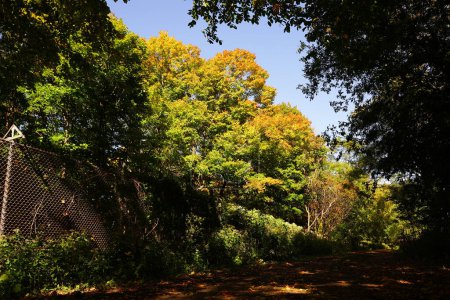 Téléchargez les photos : Une forêt luxuriante de couleur automne à l'extérieur de Fond du Lac, Wisconsin - en image libre de droit