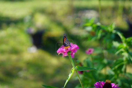 Téléchargez les photos : Danaus Plexippu Papillon monarque se nourrissant d'une fleur rose de Zinnia. - en image libre de droit