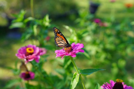 Photo for Danaus Plexippu Monarch butterfly feeding on a pink Zinnia flower. - Royalty Free Image