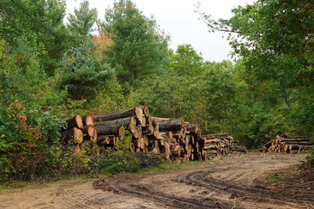 Photo for Cut down tree logs stacked and gathered up in a forest ready to be picked up. - Royalty Free Image