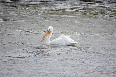 Téléchargez les photos : Pélicans blancs d'Amérique Pelecanus erythrorhynchos traînant et nageant dans les eaux de la rivière Fox près de De Pere, Wisconsin barrage d'eau attendant que les poissons mangent. - en image libre de droit