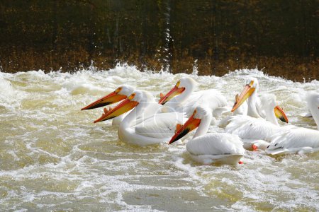 Photo for American white pelicans Pelecanus erythrorhynchos hanging out and swimming in the waters of Fox river near De Pere, Wisconsin water dam waiting for fish to eat. - Royalty Free Image