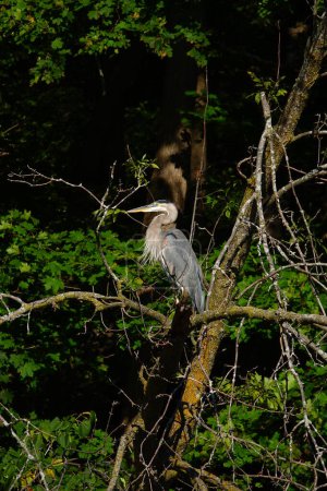 Photo for Beautiful Great Blue Heron Hanging out - Royalty Free Image