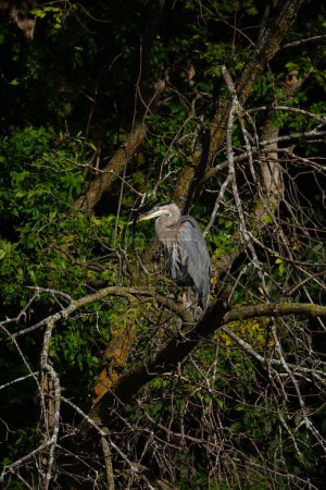 Photo for Beautiful Great Blue Heron Hanging out - Royalty Free Image