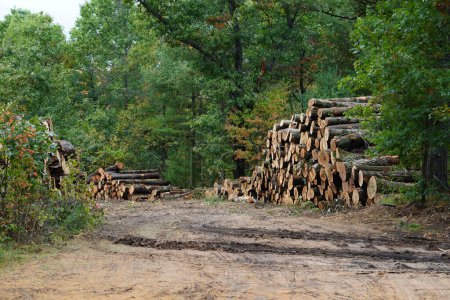 Téléchargez les photos : Couper les billots d'arbres empilés et ramassés dans une forêt prête à être ramassée. - en image libre de droit