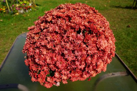Photo for Dark red Chrysanthemum Mums flower bloomed during the fall season. - Royalty Free Image