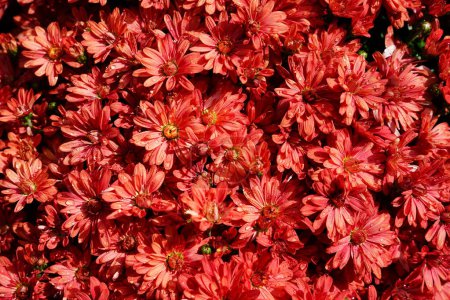Foto de Crisantemo rojo oscuro Las mamás florecieron durante la temporada de otoño. - Imagen libre de derechos