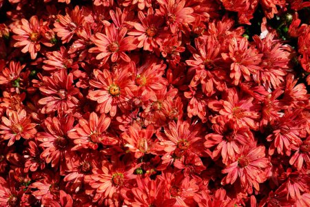 Foto de Crisantemo rojo oscuro Las mamás florecieron durante la temporada de otoño. - Imagen libre de derechos