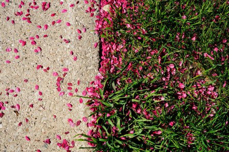 Photo for Cherry tree pink flower petals fallen to cement ground as early sign of end of blooming season in Fond du Lac, Wisconsin - Royalty Free Image