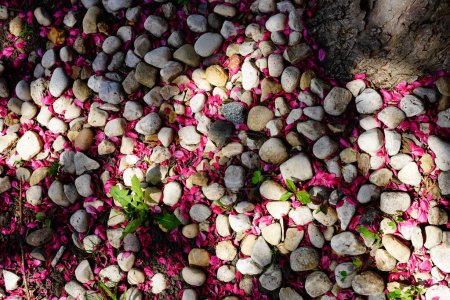 Téléchargez les photos : Pétales roses de cerisier dispersées entre l'herbe et la pierre et la tache de galets. Fond du Lac, Wisconsin - en image libre de droit