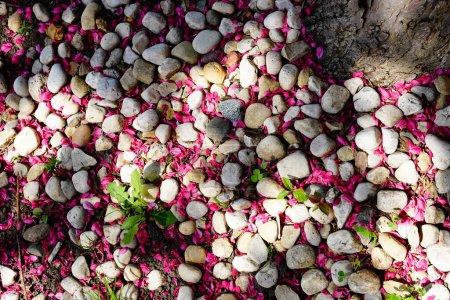 Foto de Pétalos rosados de cerezo esparcidos entre la hierba y el parche de piedra y guijarros. Fond du Lac, Wisconsin - Imagen libre de derechos