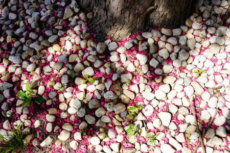 Téléchargez les photos : Pétales roses de cerisier dispersées entre l'herbe et la pierre et la tache de galets. Fond du Lac, Wisconsin - en image libre de droit