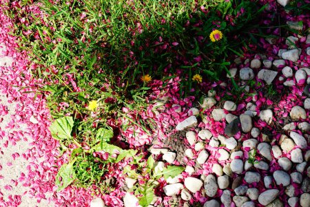 Foto de Pétalos rosados de cerezo esparcidos entre la hierba y el parche de piedra y guijarros. Fond du Lac, Wisconsin - Imagen libre de derechos