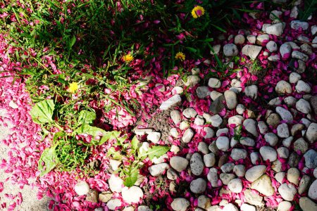 Photo for Pink petals from cherry tree scattered between the grass and stone and pebble patch. Fond du Lac, Wisconsin - Royalty Free Image