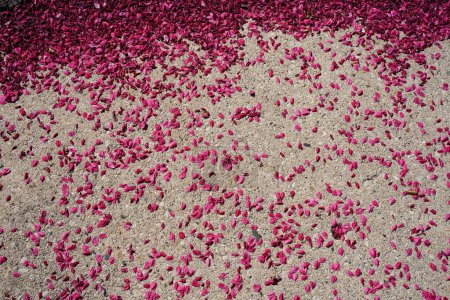 Téléchargez les photos : Pétales de fleurs roses cerisier tombés au sol de ciment comme signe précoce de la fin de la saison de floraison à Fond du Lac, Wisconsin - en image libre de droit