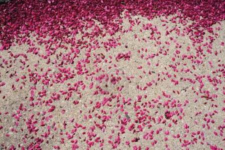 Téléchargez les photos : Pétales de fleurs roses cerisier tombés au sol de ciment comme signe précoce de la fin de la saison de floraison à Fond du Lac, Wisconsin - en image libre de droit