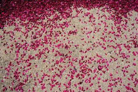 Foto de Pétalos de flor rosa de cerezo caídos en tierra de cemento como signo temprano del final de la temporada de floración en Fond du Lac, Wisconsin - Imagen libre de derechos