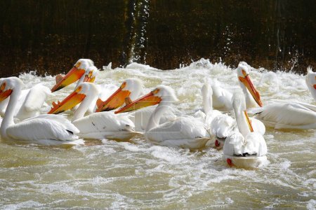 Foto de Pelícanos blancos americanos Pelecanus erythrorhynchos pasando el rato y nadando en las aguas del río Fox cerca de De Pere, represa de agua de Wisconsin esperando a que los peces coman. - Imagen libre de derechos