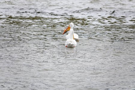Photo for American white pelicans Pelecanus erythrorhynchos hanging out and swimming in the waters of Fox river near De Pere, Wisconsin water dam waiting for fish to eat. - Royalty Free Image