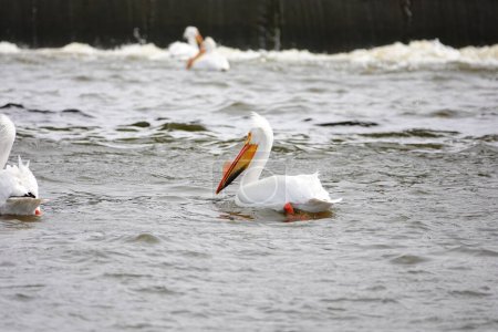 American white pelicans Pelecanus erythrorhynchos hanging out and swimming in the waters of Fox river near De Pere, Wisconsin water dam waiting for fish to eat.