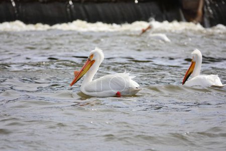 Téléchargez les photos : Pélicans blancs d'Amérique Pelecanus erythrorhynchos traînant et nageant dans les eaux de la rivière Fox près de De Pere, Wisconsin barrage d'eau attendant que les poissons mangent. - en image libre de droit