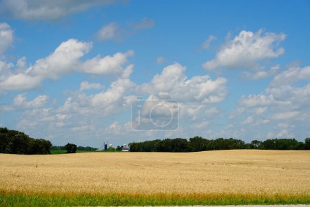 Téléchargez les photos : Champs de blé poussant sur des terres agricoles en dehors de fond du lac, Wisconsin pendant juillet. - en image libre de droit