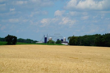 Foto de Campos de trigo que crecen en tierras de cultivo fuera del aficionado du lac, Wisconsin durante julio. - Imagen libre de derechos