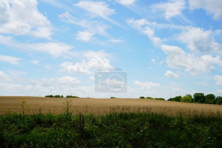 Photo for Wheat fields growing on farm lands outside of fond du lac, wisconsin during july. - Royalty Free Image