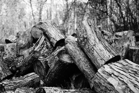 Téléchargez les photos : Plaque de billes de bois d'arbre hachées trouvées dans une forêt - en image libre de droit
