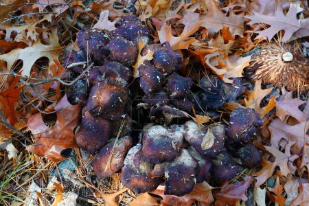 Téléchargez les photos : Champignons noirs dans la forêt champignon non cultivé en automne poussant sur le sol. - en image libre de droit