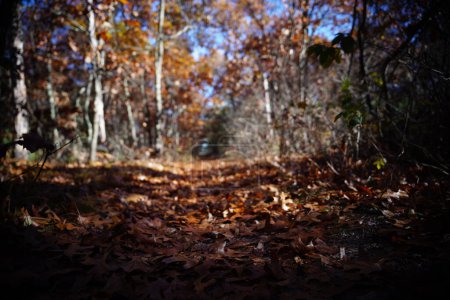 Photo for Fallen leaves on the walking path in a forest during the late autumn season. - Royalty Free Image