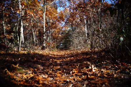 Téléchargez les photos : Feuilles tombées sur le sentier pédestre dans une forêt à la fin de l'automne. - en image libre de droit