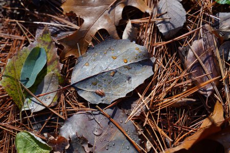 Foto de Hojas decoloradas en el suelo del bosque desde finales de otoño. - Imagen libre de derechos