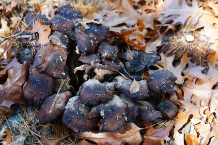 Photo for Black mushrooms in the forest uncultivated fungus in autumn growing on the ground. - Royalty Free Image