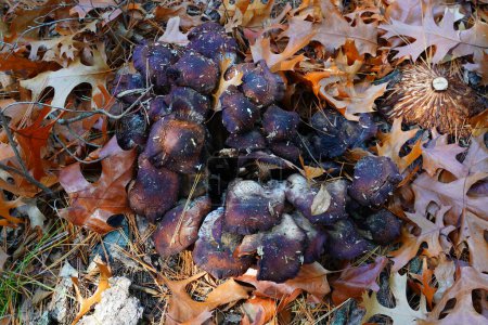 Téléchargez les photos : Champignons noirs dans la forêt champignon non cultivé en automne poussant sur le sol. - en image libre de droit