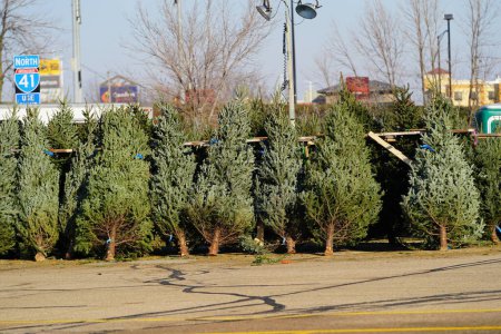Téléchargez les photos : Fond du Lac, Wisconsin USA - November 30th, 2023: Balsam Fir Evergreen Christmas trees setup outside on a lot to be sold to the community for the Holiday Christmas. - en image libre de droit