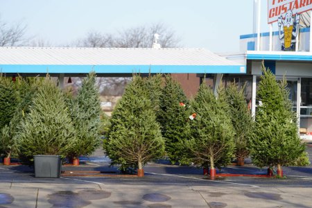 Photo for Fond du Lac, Wisconsin USA - November 30th, 2023: Balsam Fir Evergreen Christmas trees setup outside on a lot to be sold to the community for the Holiday Christmas. - Royalty Free Image