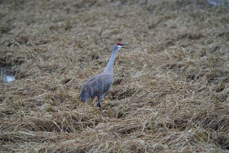 Foto de Antigone Canadensis Sandhill Cranes en el campo, Wisconsin, EE.UU. - Imagen libre de derechos