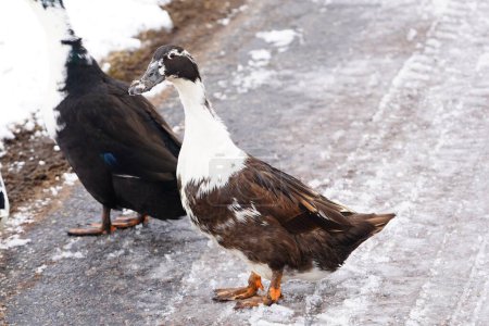 Photo for Black and white Ancona ducks walking out in the cold winter. - Royalty Free Image