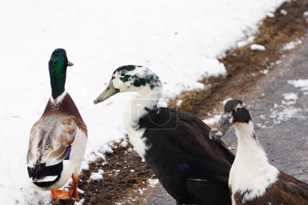 Téléchargez les photos : Canards d'Ancône noirs et blancs sortant dans le froid de l'hiver. - en image libre de droit