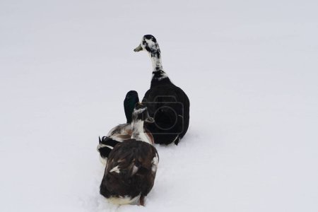 Photo for Black and white Ancona ducks walking out in the cold winter. - Royalty Free Image