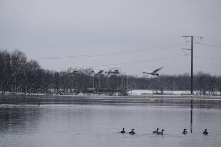 Trumpeter swans flying over the cold lake during a late winter.