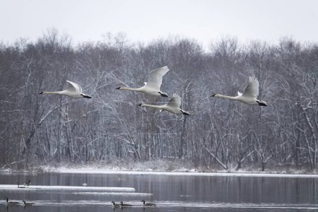 Foto de Cisnes trompetistas volando sobre el lago frío durante un invierno tardío. - Imagen libre de derechos