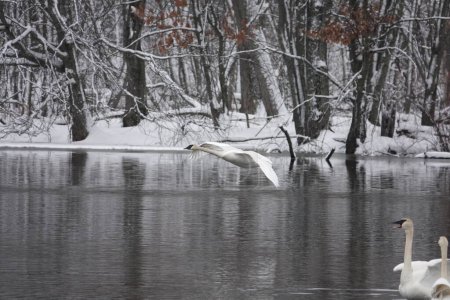 Trumpeter swans flying over the cold lake during a late winter.