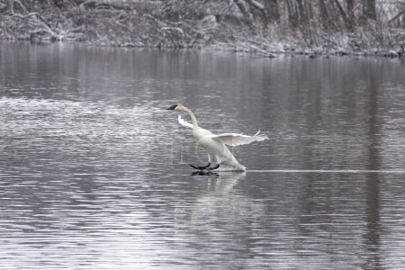Téléchargez les photos : Cygnes trompettes survolant le lac froid à la fin de l'hiver. - en image libre de droit