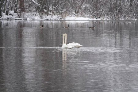 Foto de Los cisnes trompetistas nadan juntos en un lago frío durante un invierno tardío. - Imagen libre de derechos